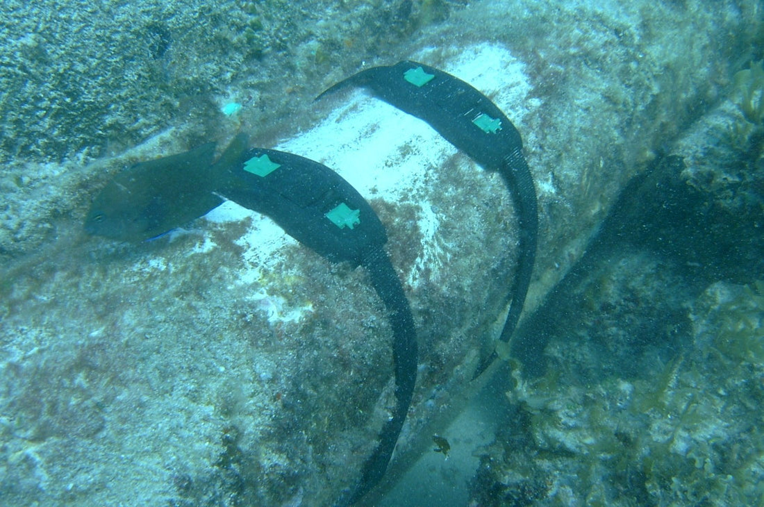 Corrosion Clamping